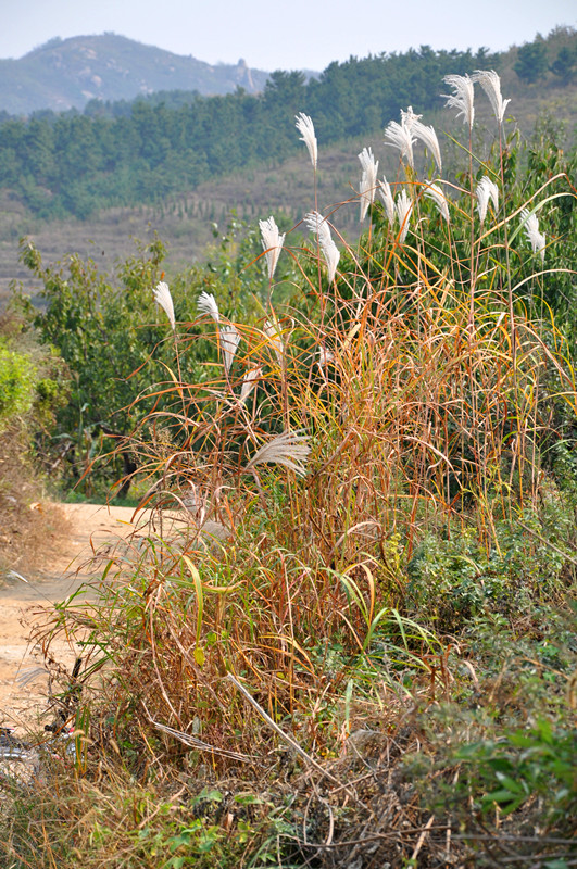 深山美景.jpg