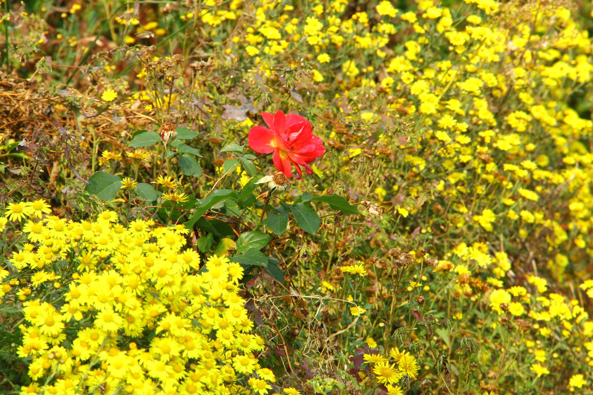 10月13日大南山 106.jpg