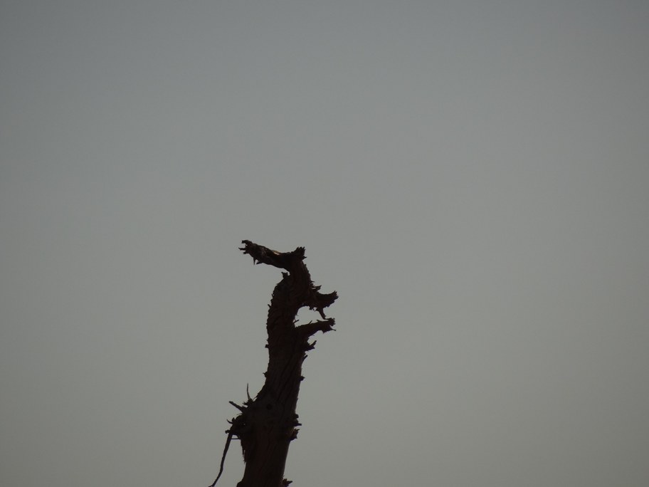 DSC06505_副本.jpg