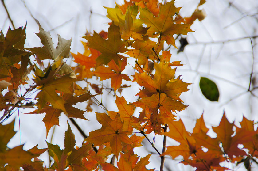 DSC03695.JPG
