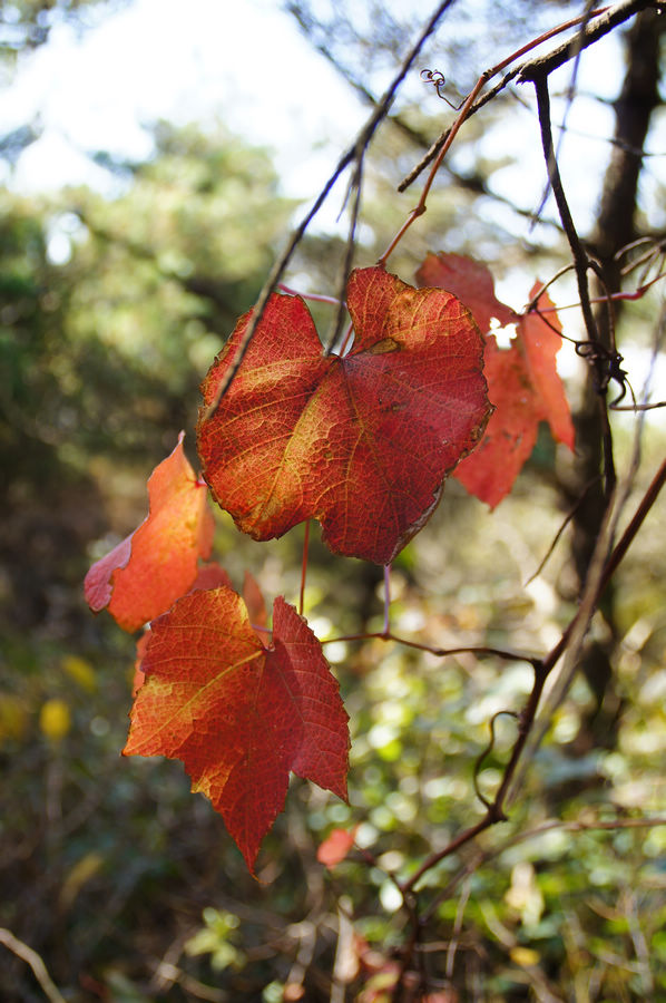 DSC04157.jpg