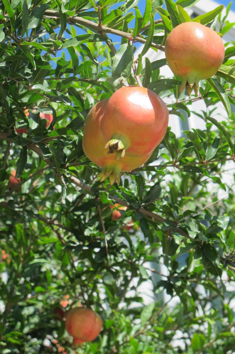IMG_8363.JPG