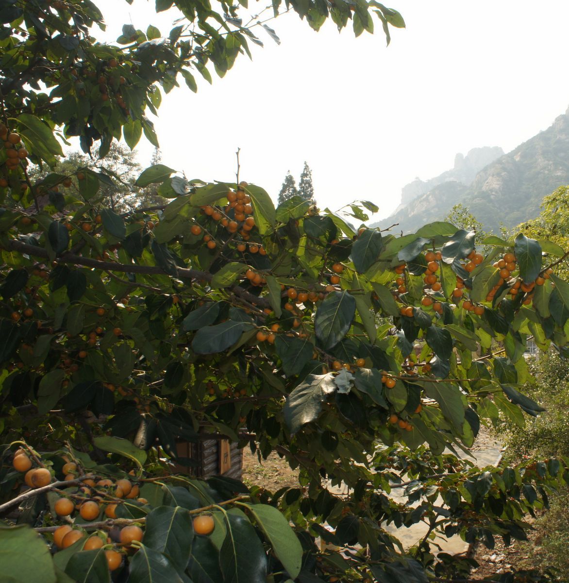 DSC07232.JPG