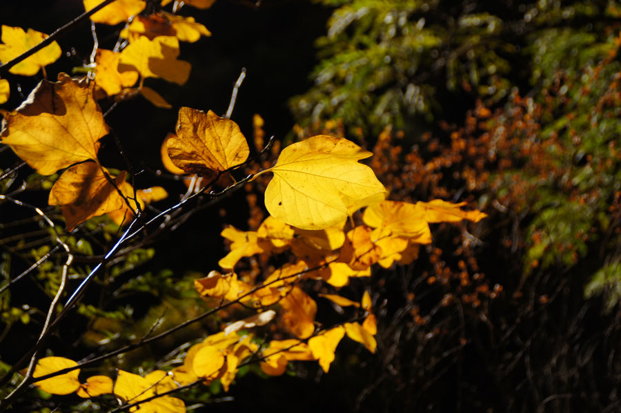 DSC04063.jpg