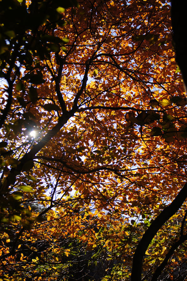 DSC04110.jpg