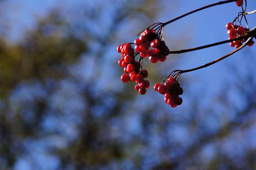 DSC04228.jpg
