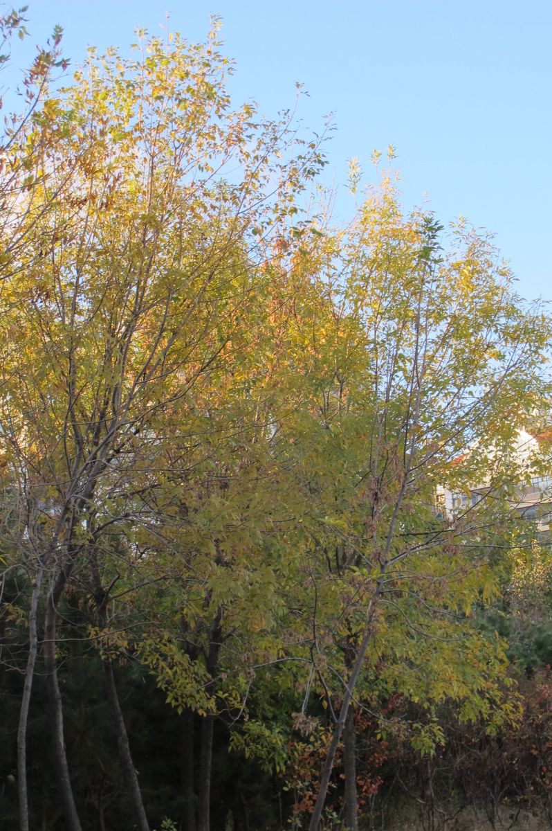 IMG_1249.JPG