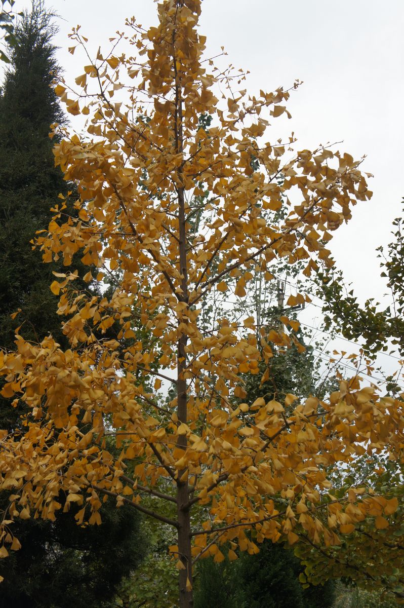 DSC07647.JPG