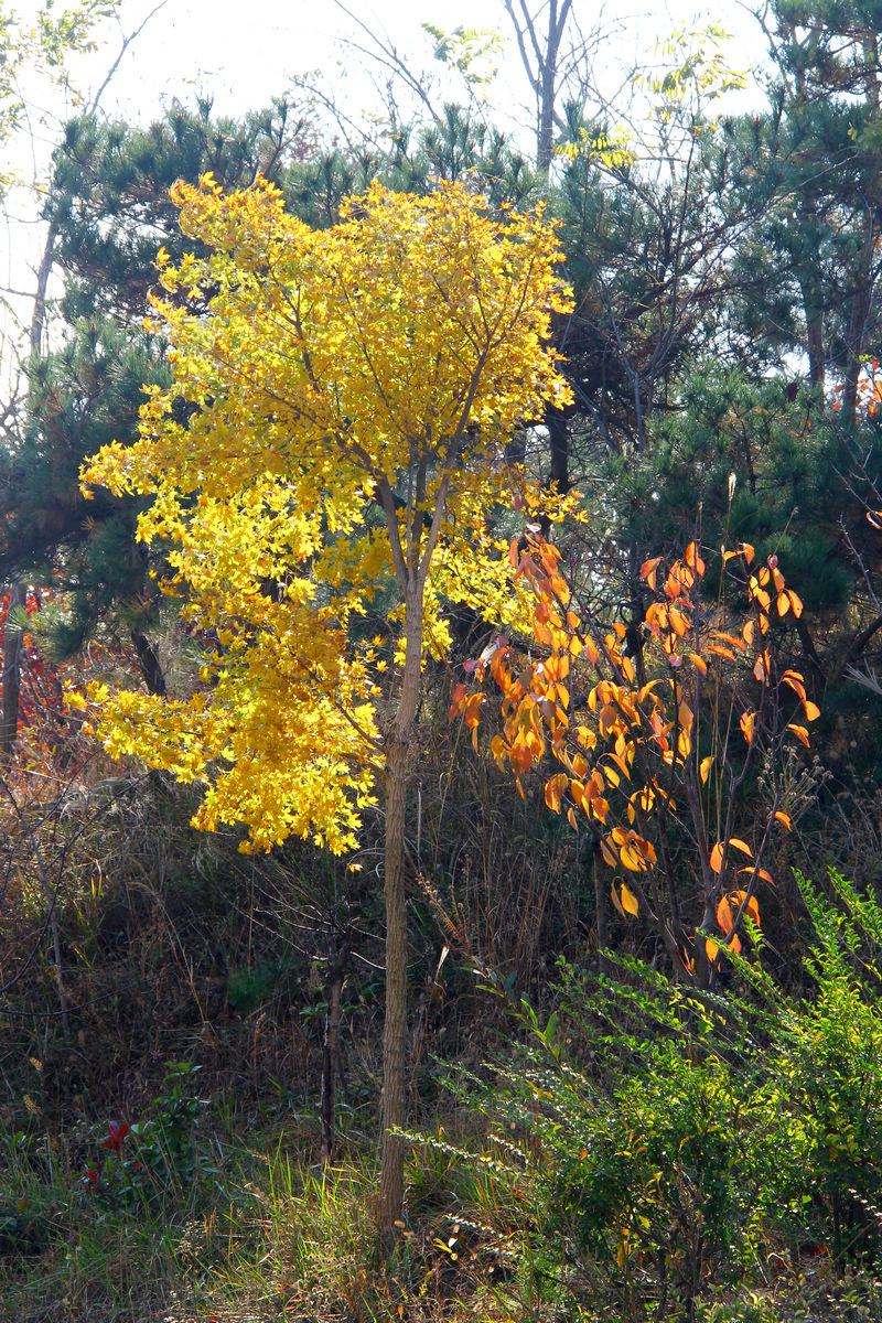 11月3日大南山 087.jpg