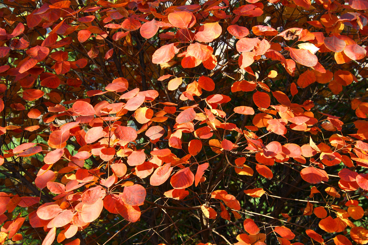 11月3日大南山 044.jpg