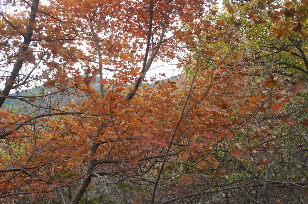 DSC07770.JPG