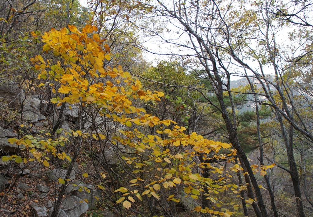 黄叶-1.jpg