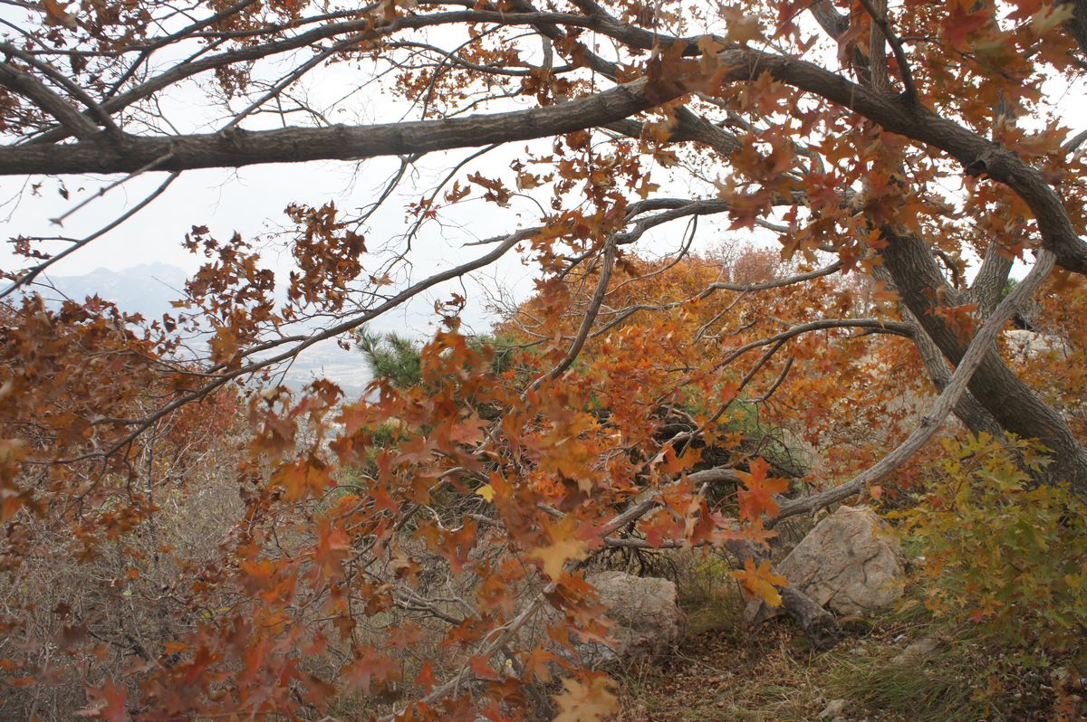 DSC07796.JPG