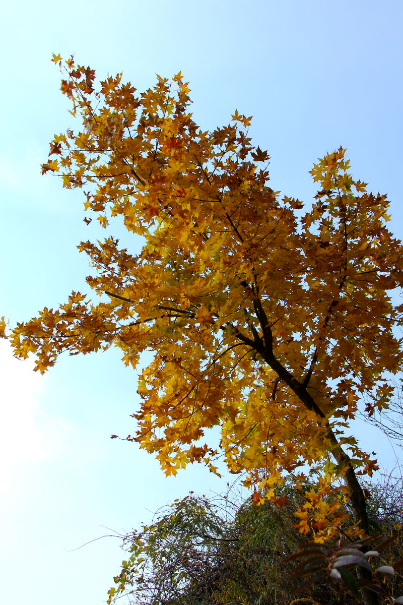 11月3日大南山 077.jpg