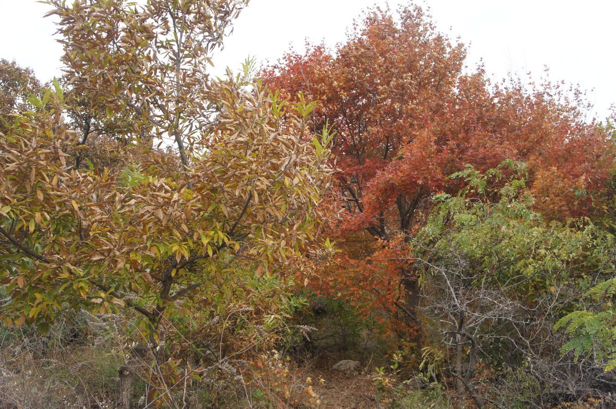 DSC07801.JPG