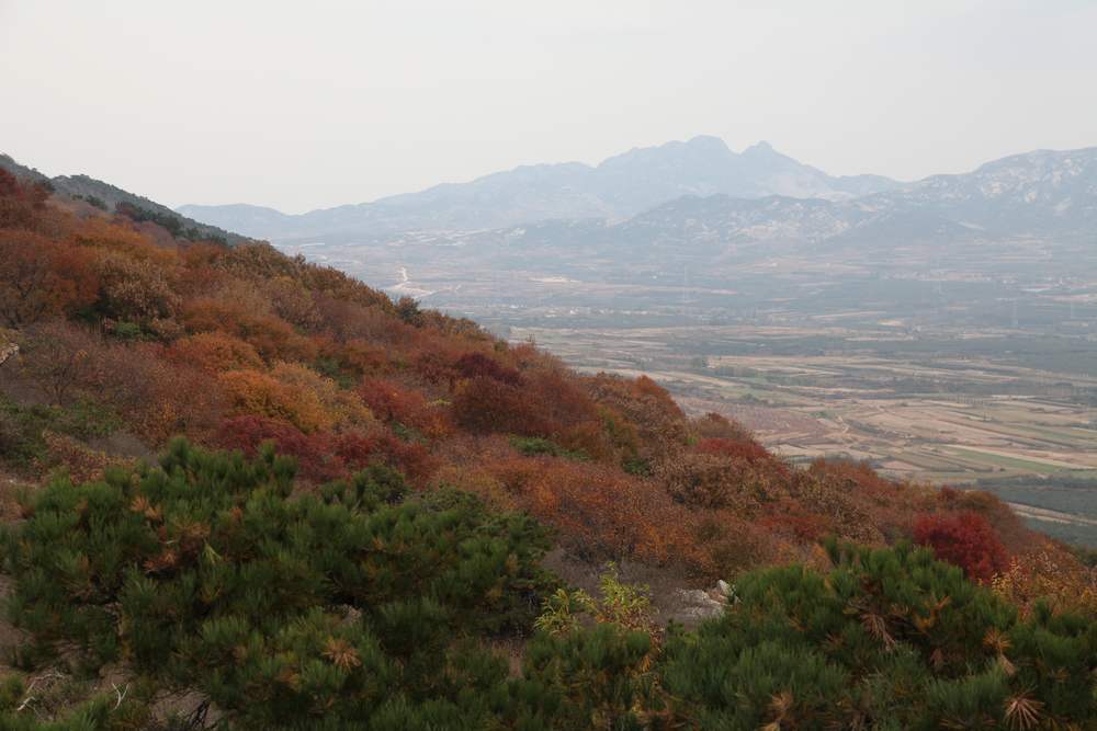 银杏林寒同山 009 (543).jpg