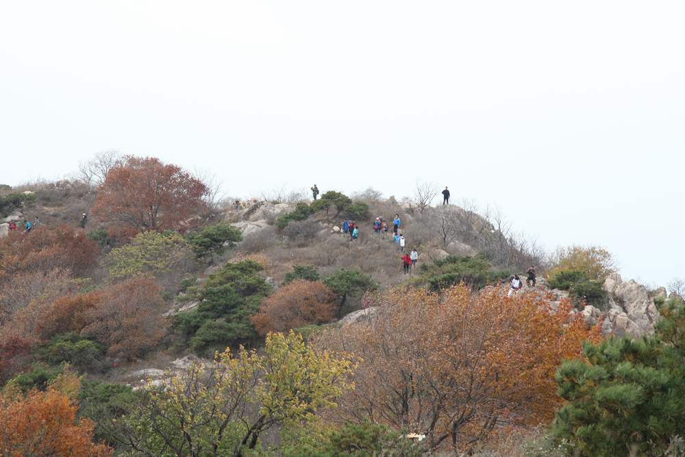 银杏林寒同山 009 (568).jpg