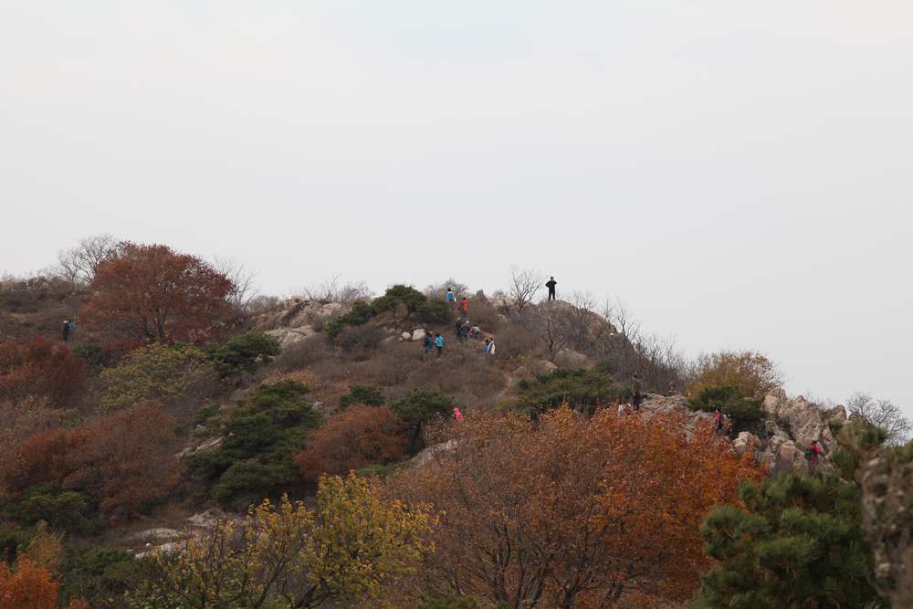 银杏林寒同山 009 (571).jpg