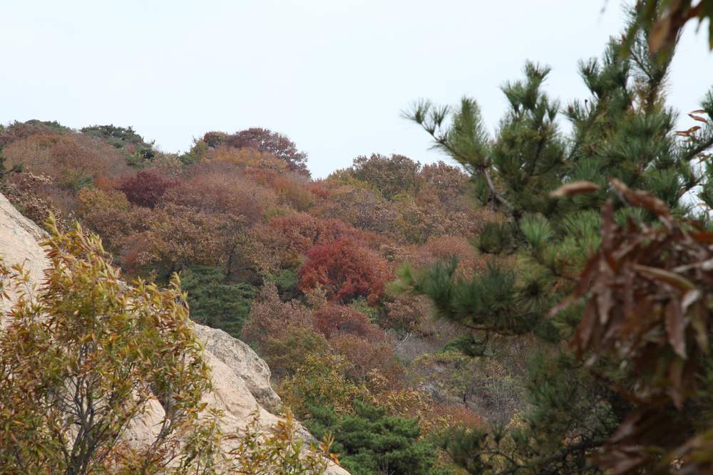 银杏林寒同山 009 (478).jpg