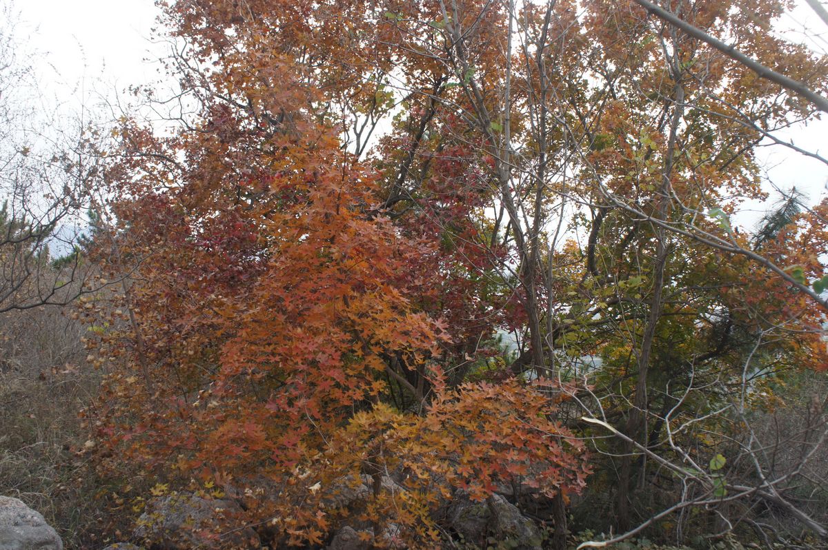 DSC07848.JPG