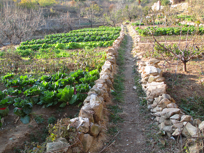 菜园子的路.jpg