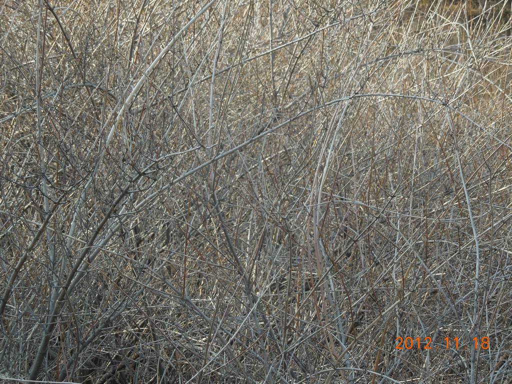 DSCN4054.jpg