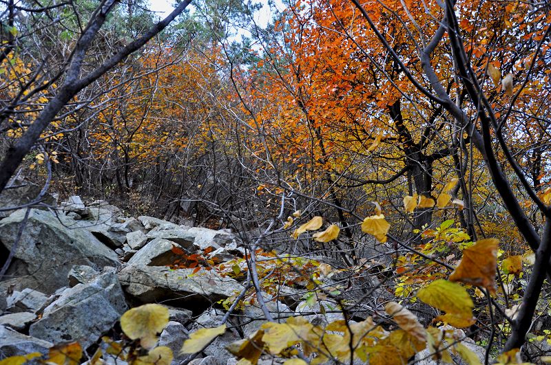 DSC_0009.JPG