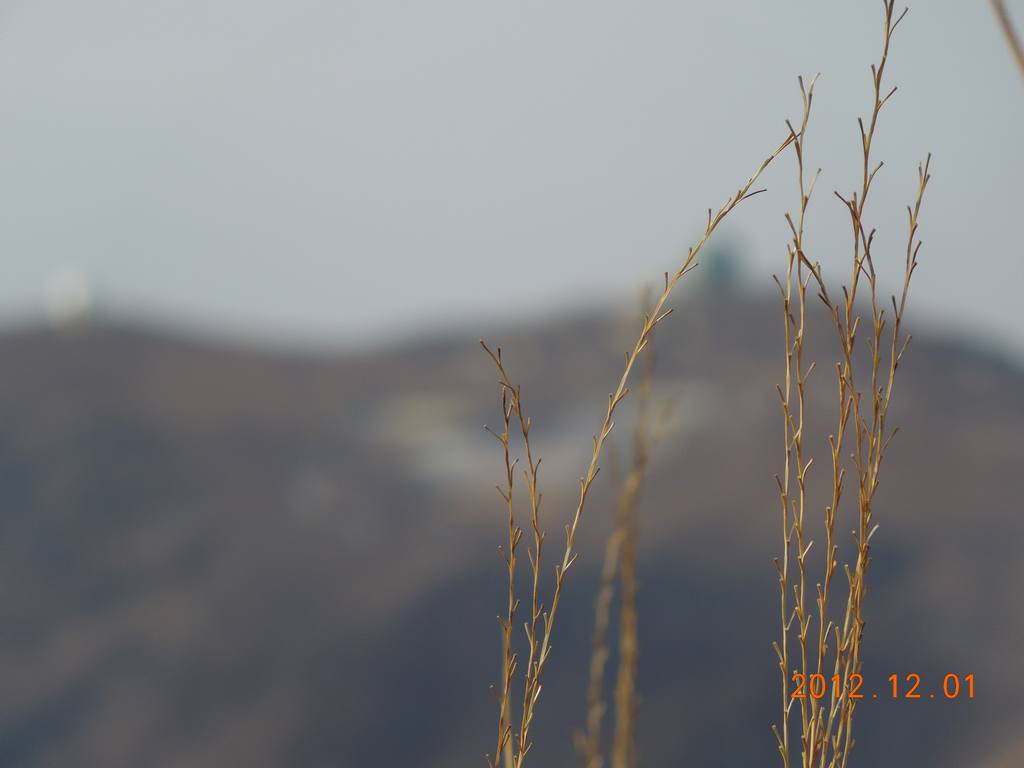 DSCN4686.jpg