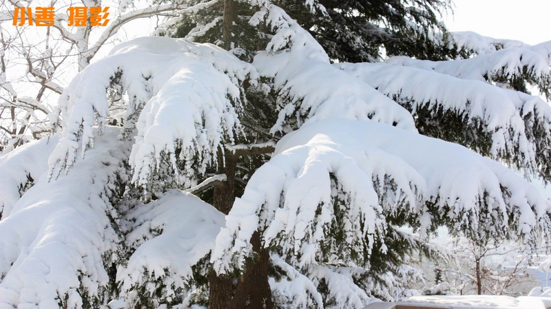 2012雪的盛宴071.JPG