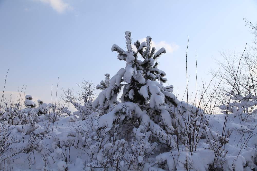 踏雪会师大南山 211.jpg