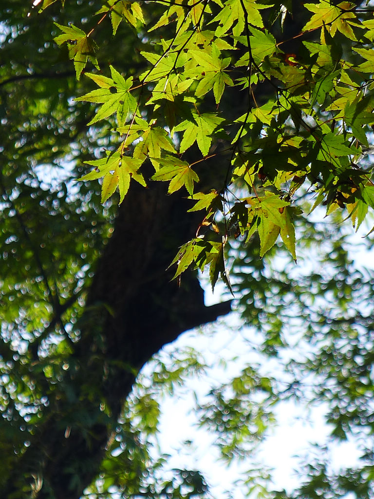 P1030037.JPG
