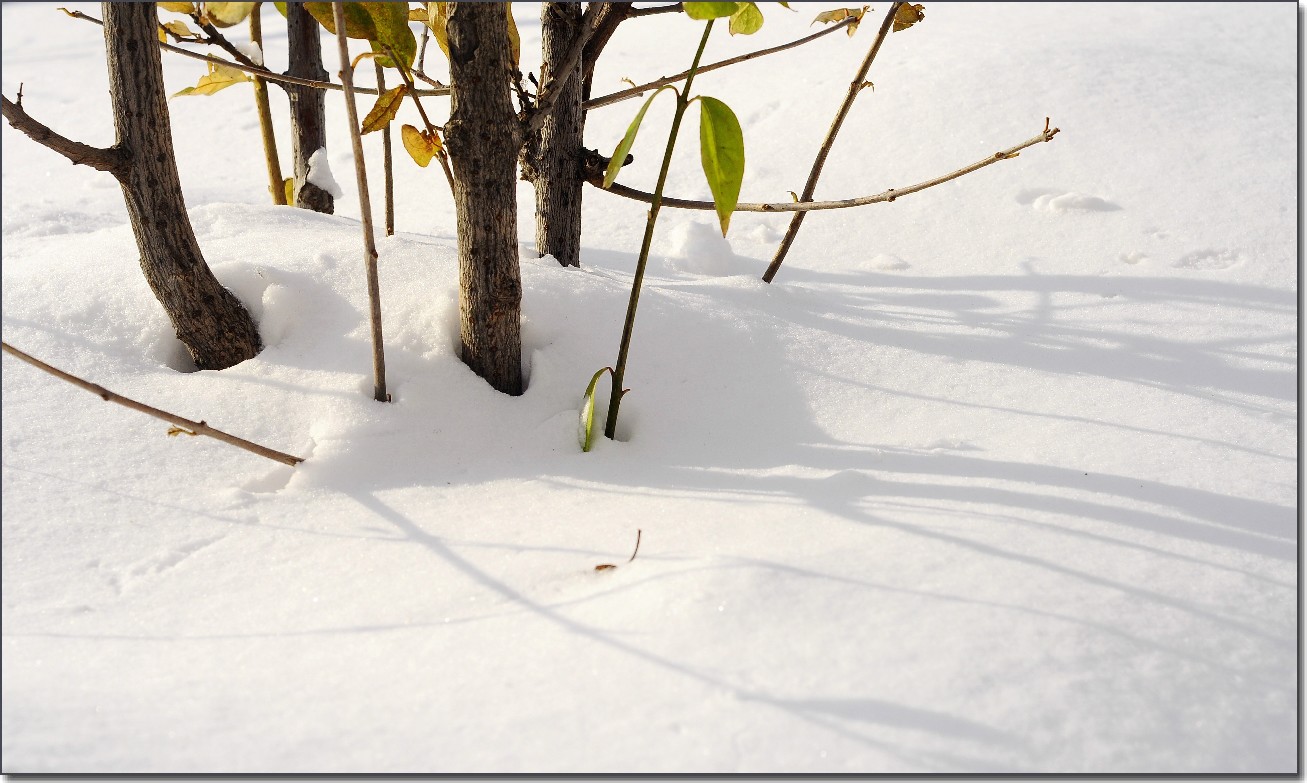 踏雪南山 (78).jpg