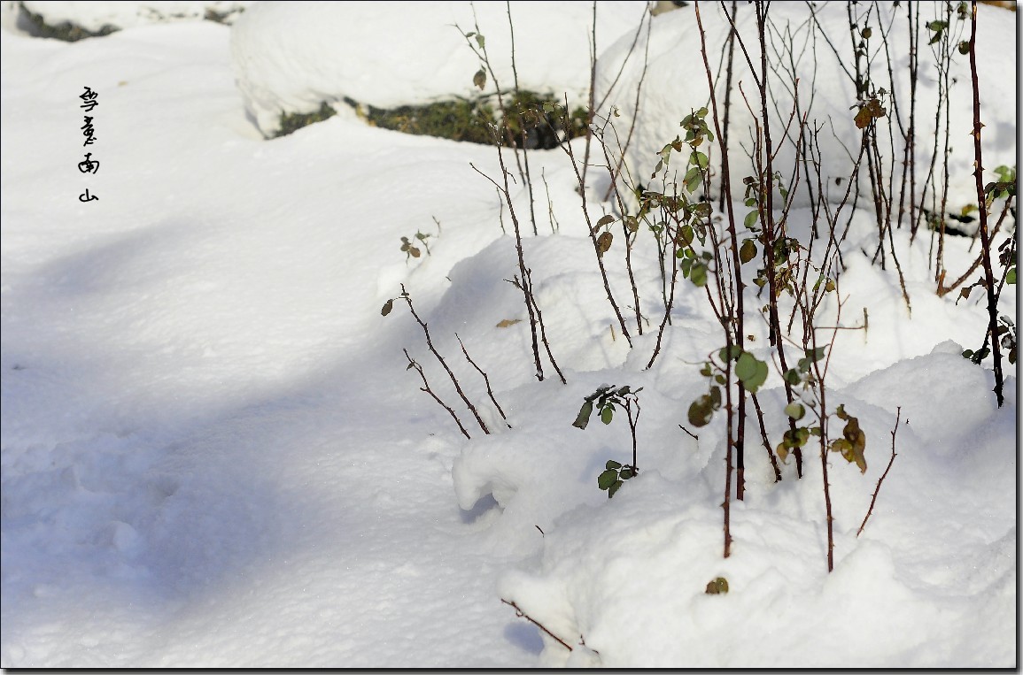 踏雪南山 (315)_conew1.jpg