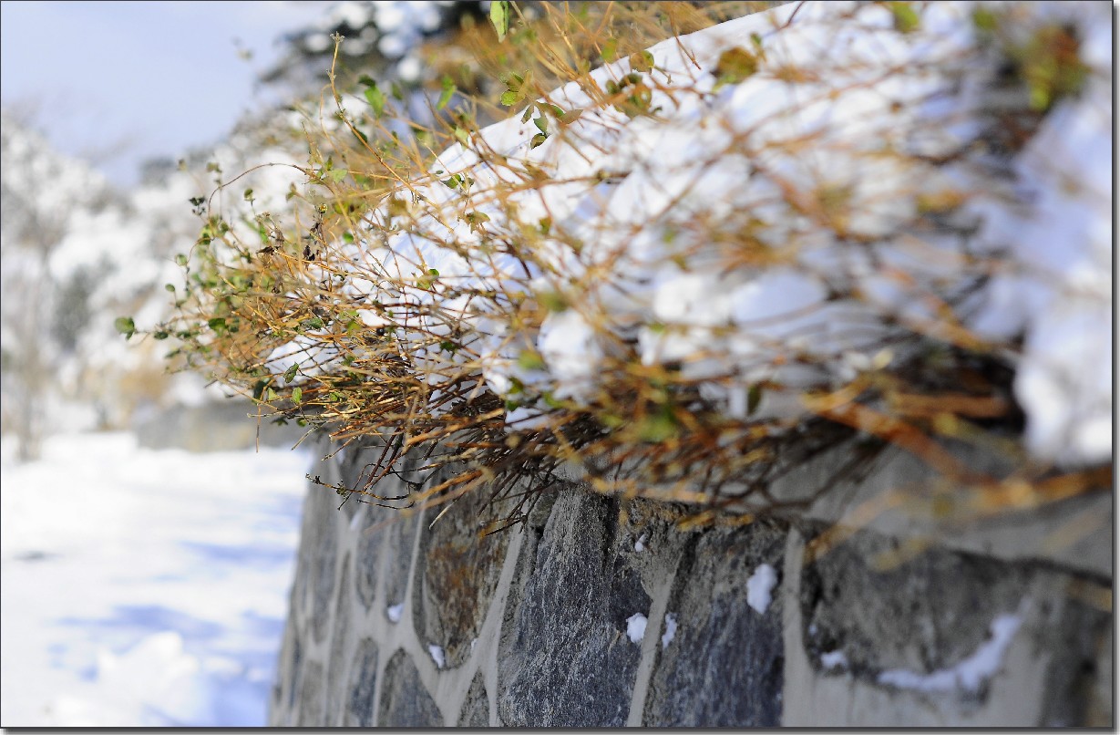 踏雪南山 (231).jpg