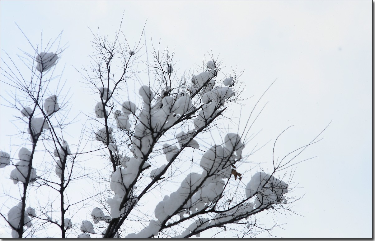 踏雪南山 (282).jpg