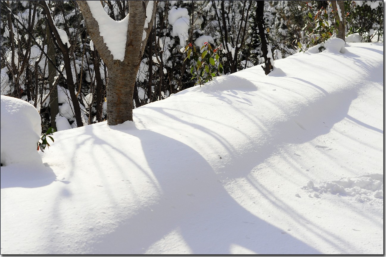 踏雪南山 (203).jpg