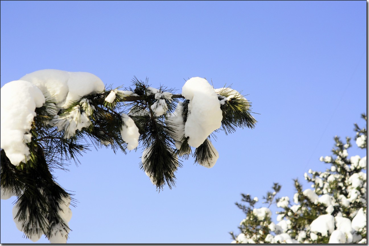 踏雪南山 (233).jpg