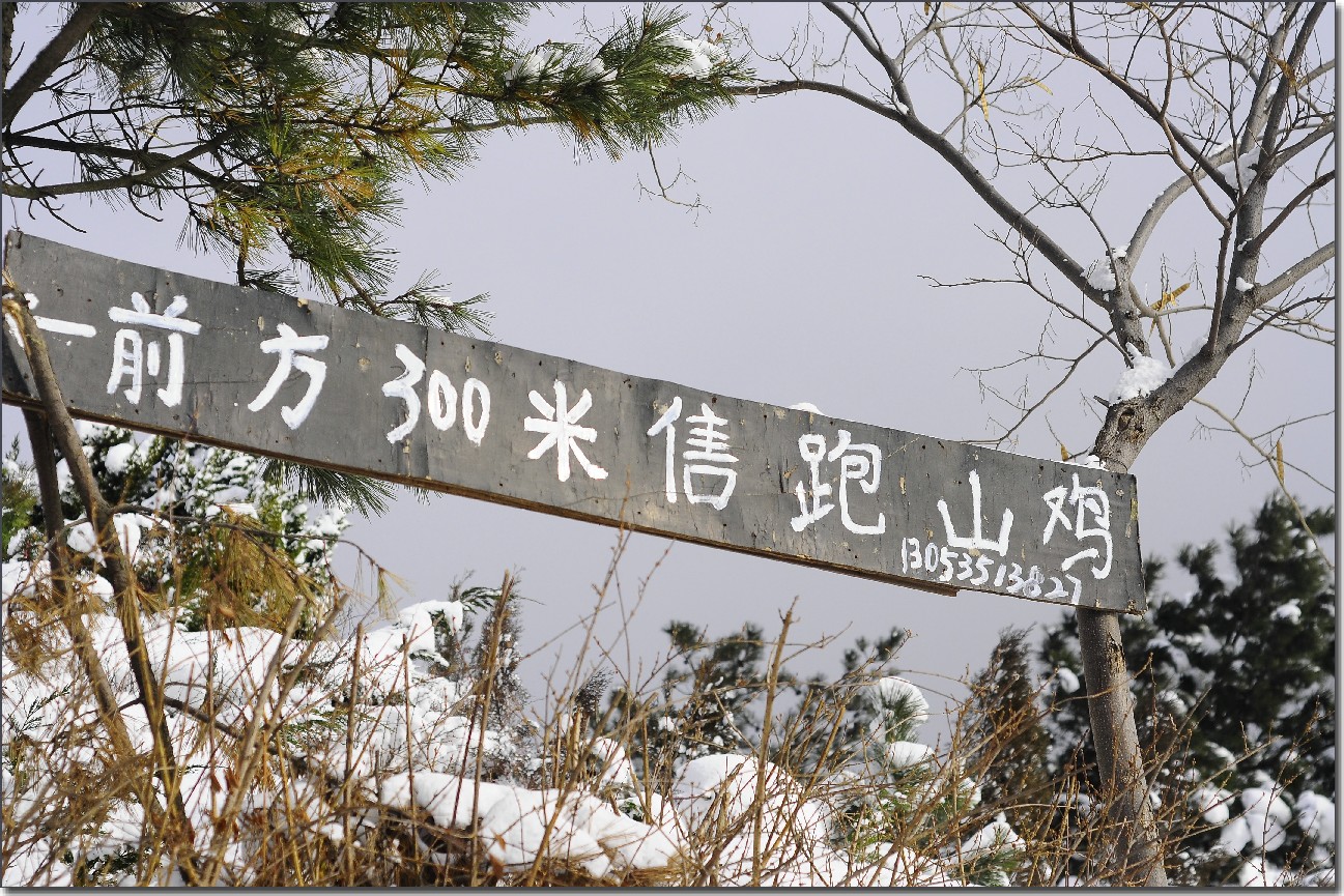 踏雪南山 (224).jpg