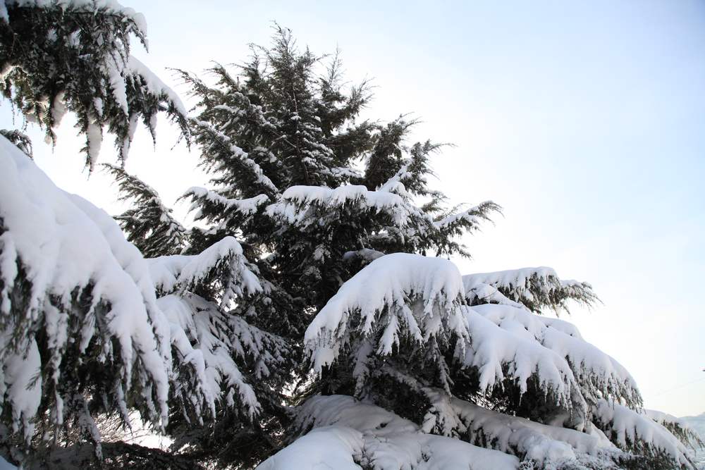雪景--西炮台 220.jpg