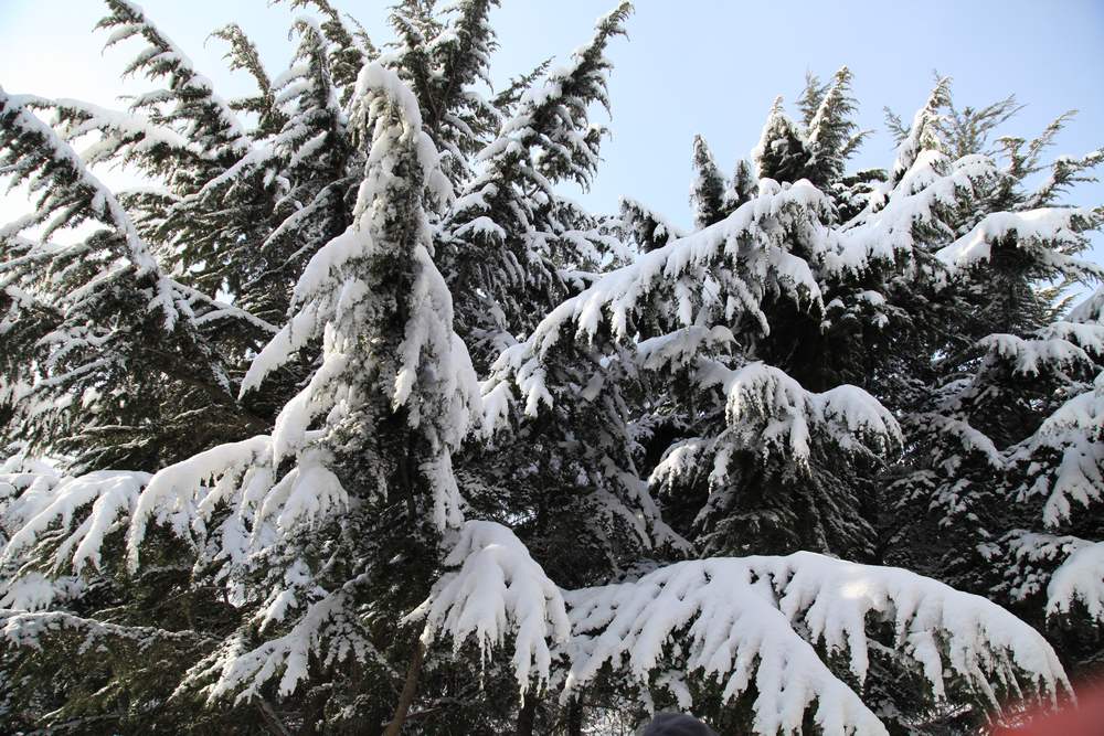 雪景--西炮台 221.jpg