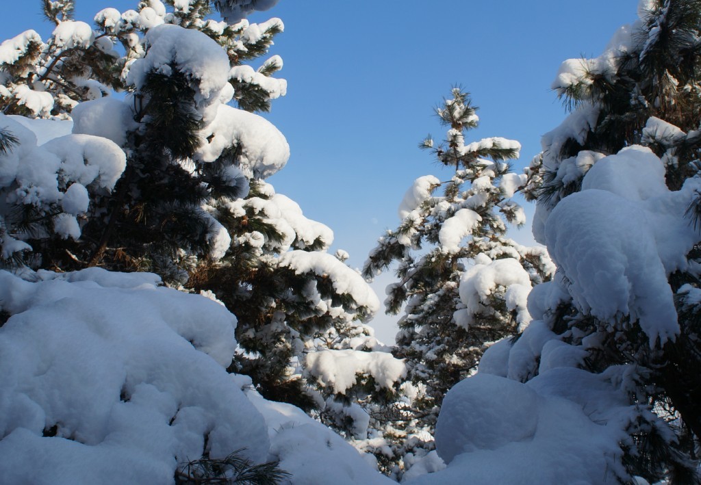 落日余晖映松雪.jpg