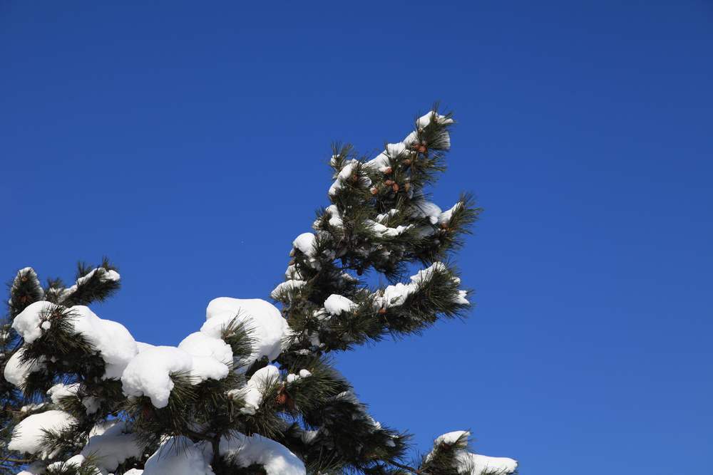 雪后独上大南山 161.jpg