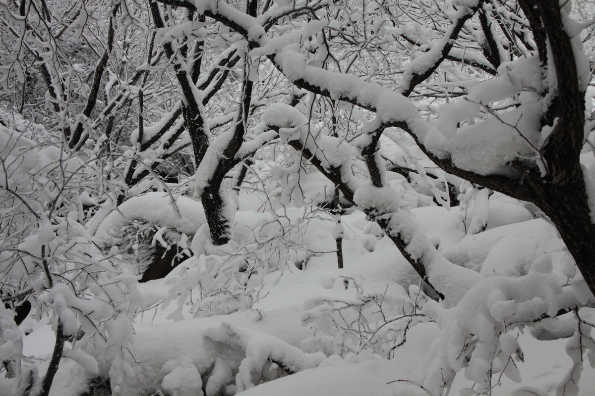 IMG_4701.jpg