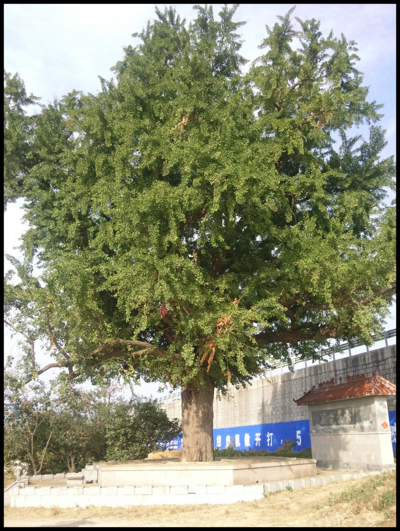 conew_照片304.jpg