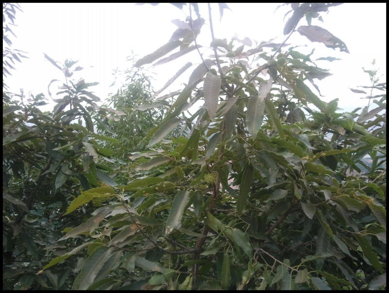 conew_照片078.jpg