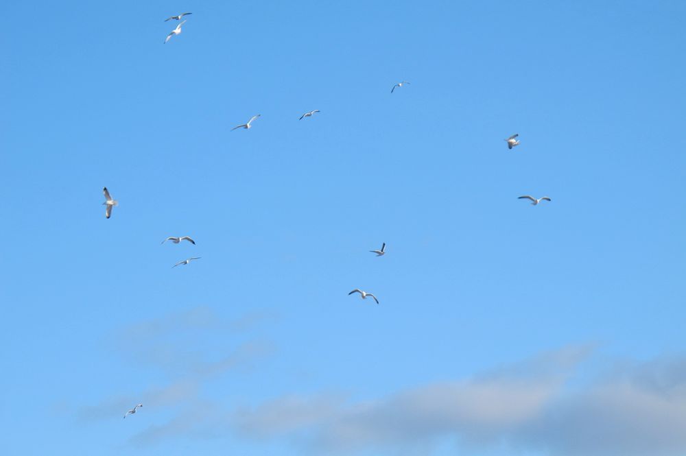 IMG_3724.JPG