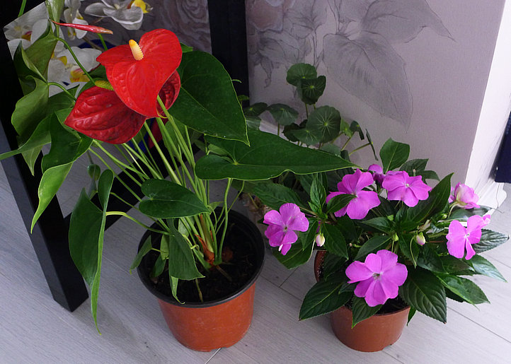 P1000617.jpg