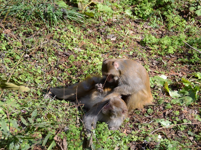 PhotoCap_299.jpg