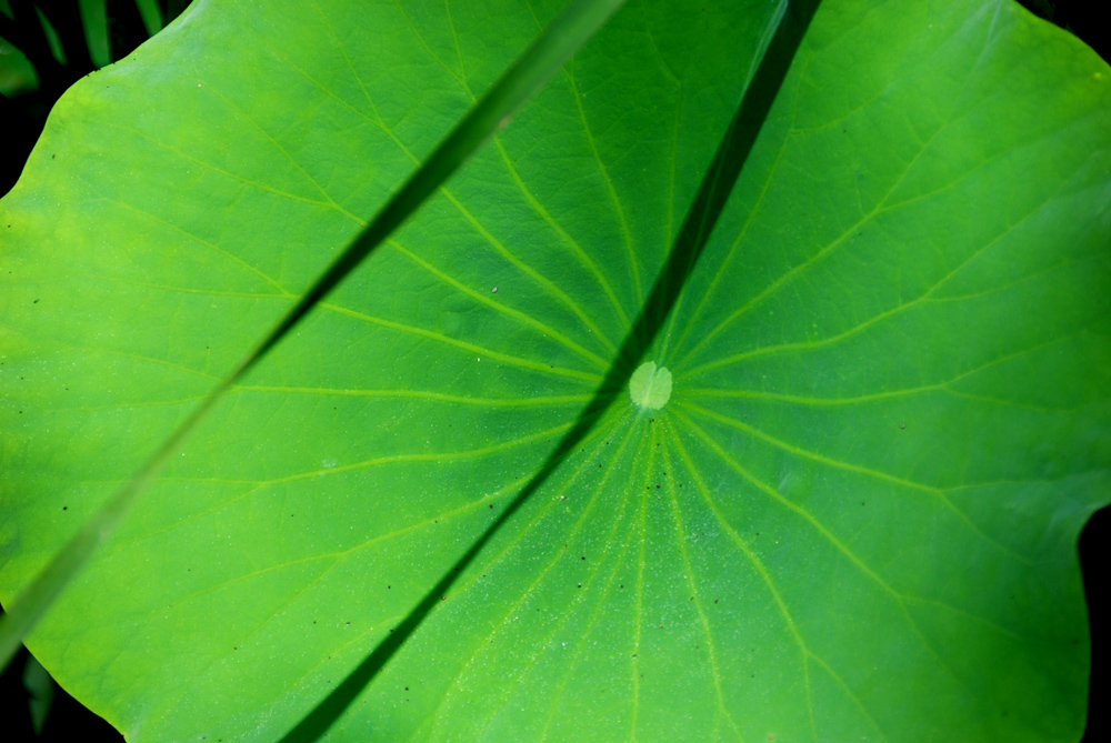 DSC_6526 副本.jpg