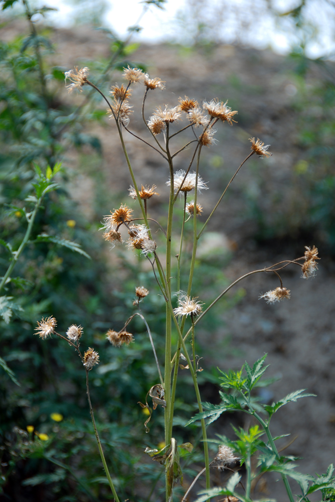 DSC_6550 副本.jpg